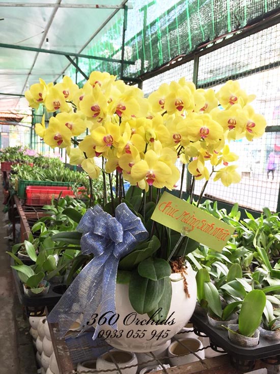 chậu lan hồ điệp 10 cành vàng sang trọng